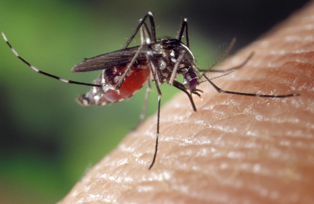 Dengue e Chikungunya: centenas de casos por ano também na Emilia-Romagna
