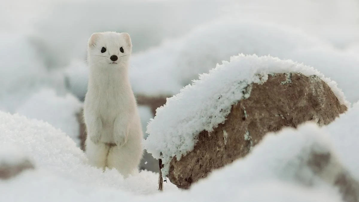 Clima em mutação ofusca o espírito olímpico: urso polar e ermine mostram os limites da festa branca