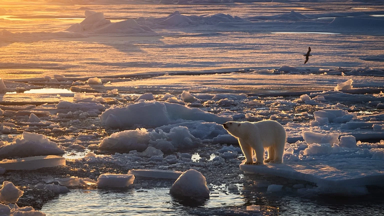 Svalbard: ursos polares ganham peso apesar do degelo, mas cientistas alertam para futuro incerto