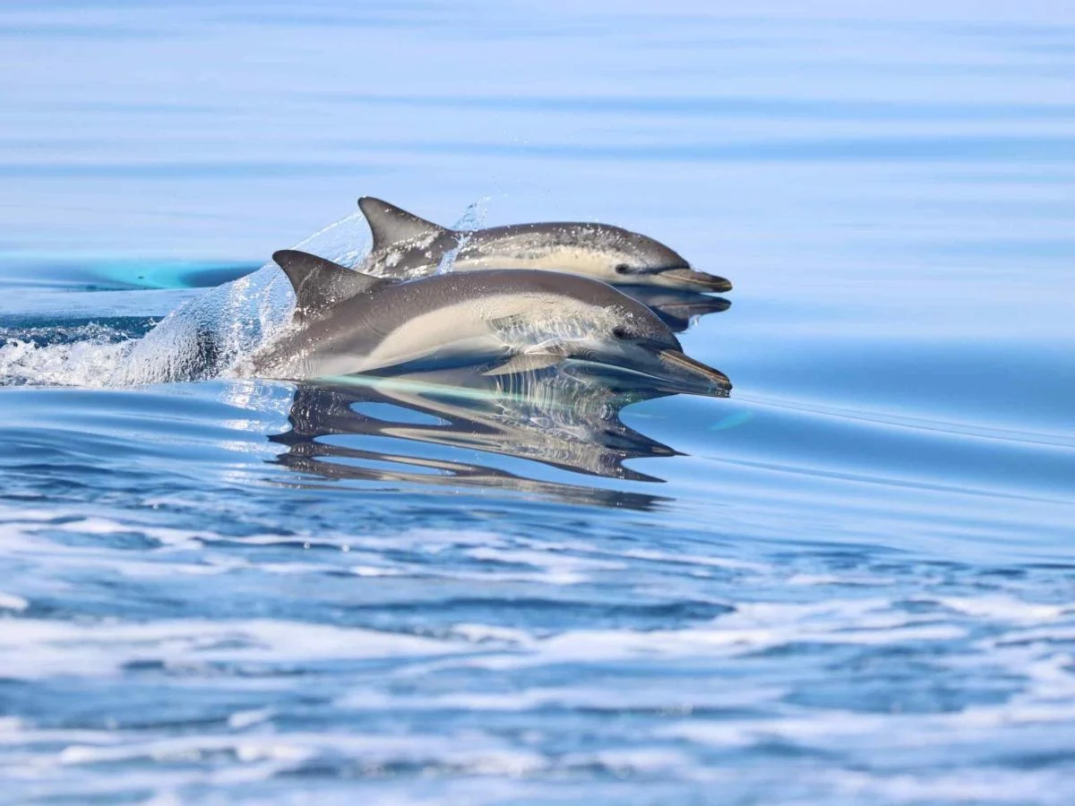 Tethys celebra 40 anos iluminando a proteção do mar e da vida marinha