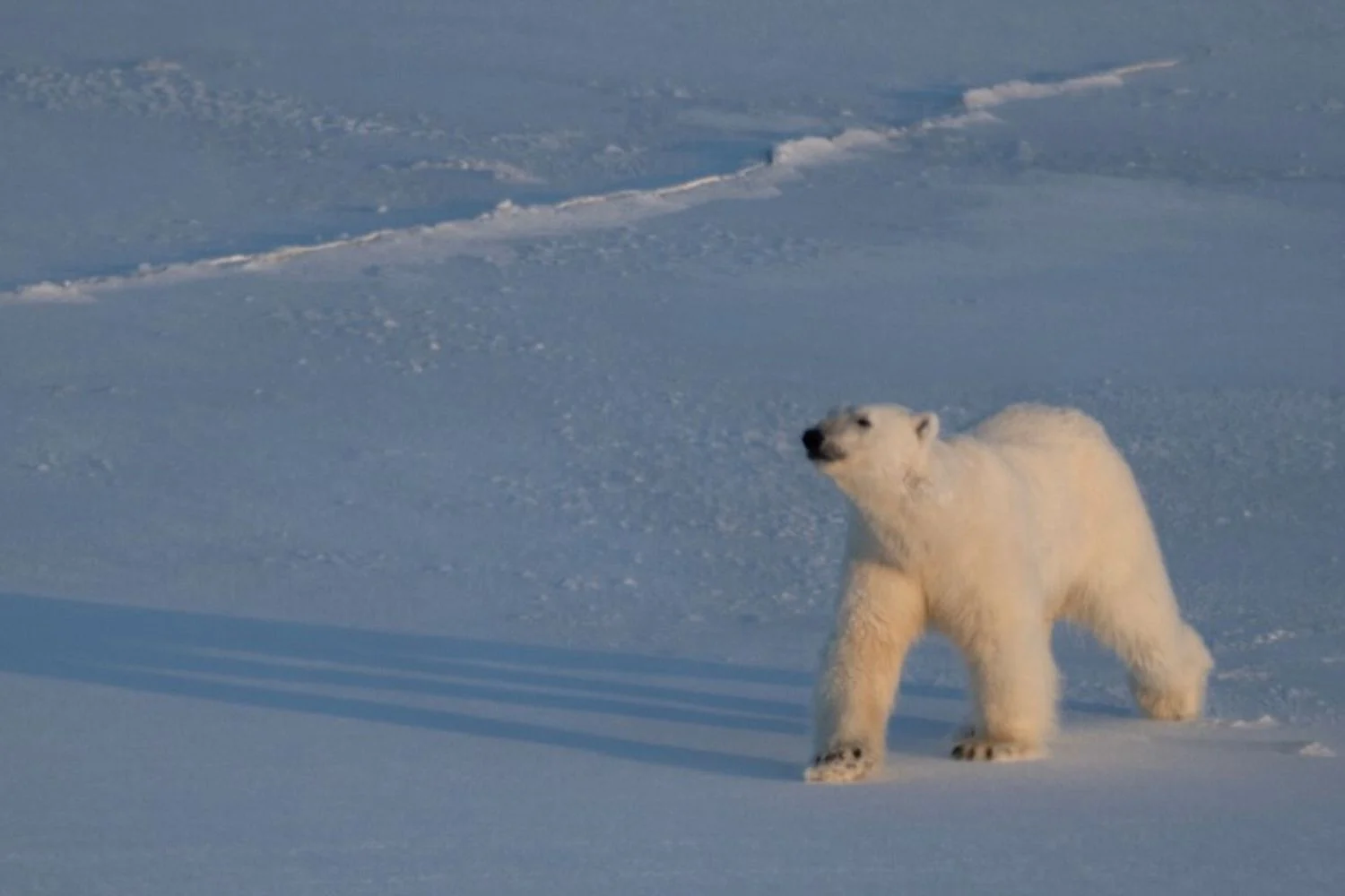 Surpresa nas Svalbard: ursos polares estão mais gordos e aparentemente mais saudáveis, mesmo sem gelo