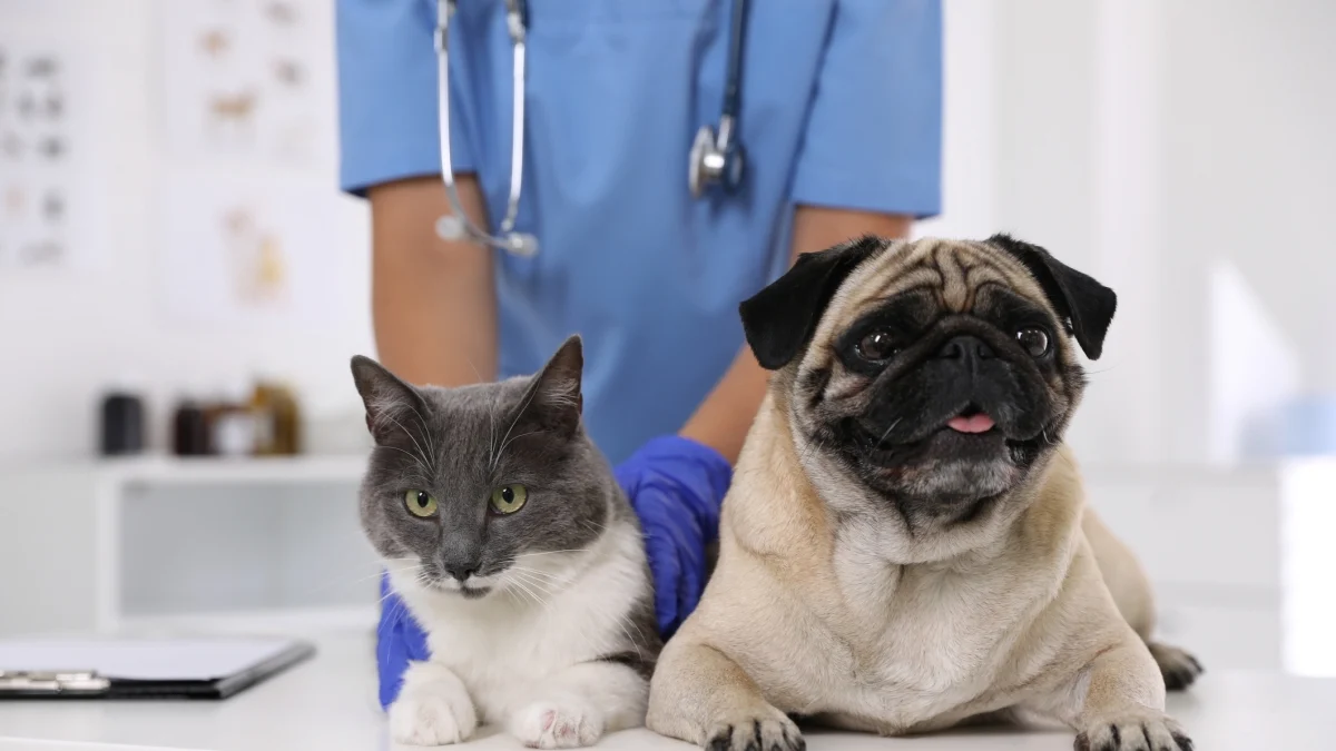 Aumento dos custos para manter cães e gatos: famílias pagaram +149€ em 2025, veterinário lidera alta