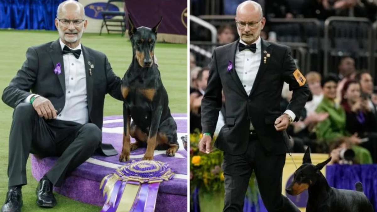 Penny, a Doberman que iluminou o Westminster 2026: vencedora do Best in Show