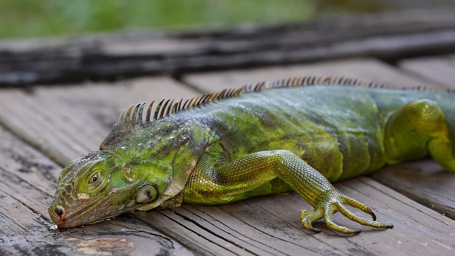 Onda de gelo na Flórida: ‘chuva’ de iguanas e neve na Baía de Tampa surpreendem moradores
