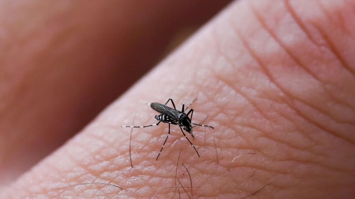 Novas diretrizes recomendam vacina contra Chikungunya para viajantes a áreas de risco