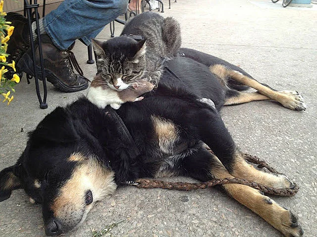 UE admite parcialmente iniciativa cidadã para proteger cães e gatos em refúgios