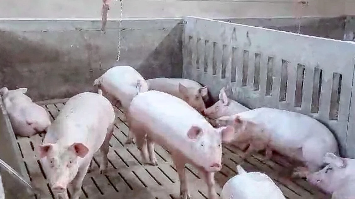Itália torna-se centro global da FAO para a redução de antimicrobianos na agricultura