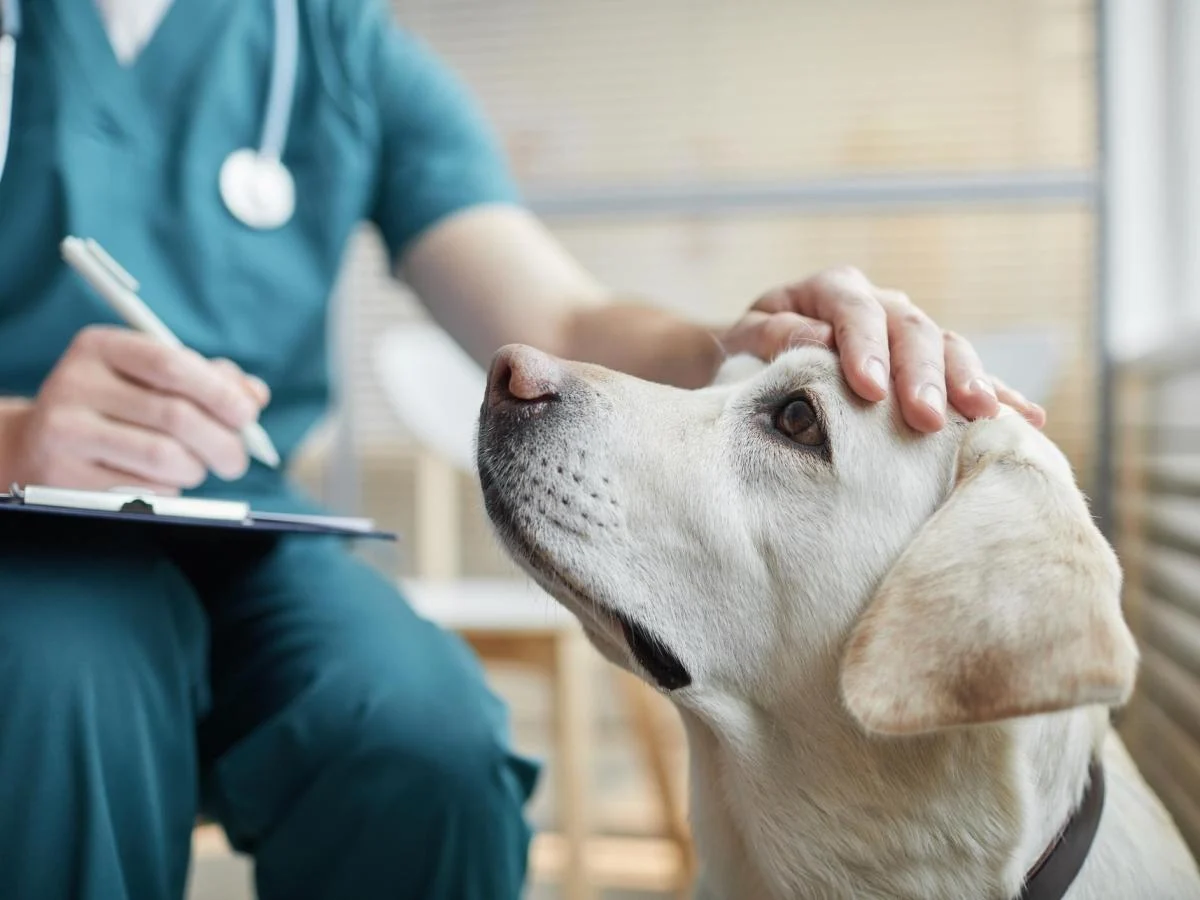 Bônus para animais domésticos 2026: quem tem direito a contribuições e deduções