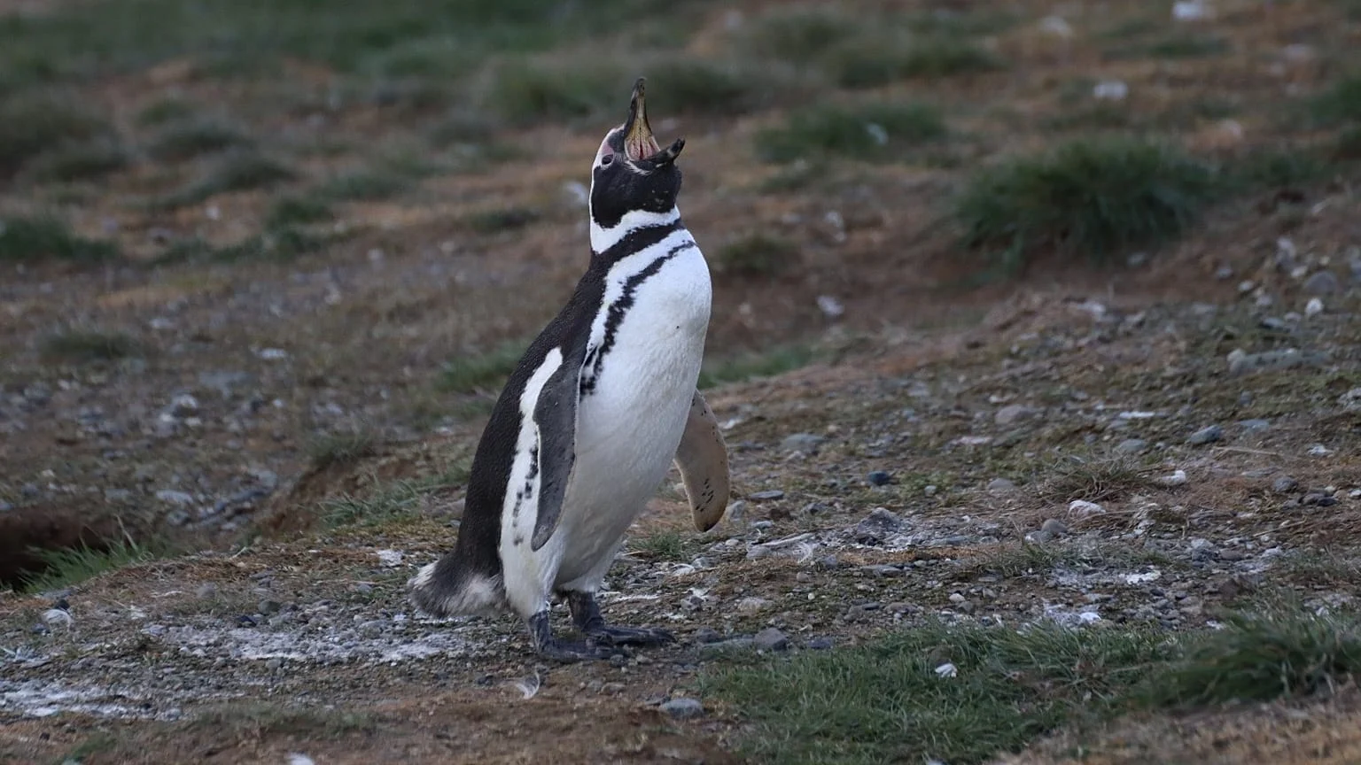 Pumas voltam ao Parque Nacional Monte León e dizimam colônias de pinguins: o novo dilema da conservação