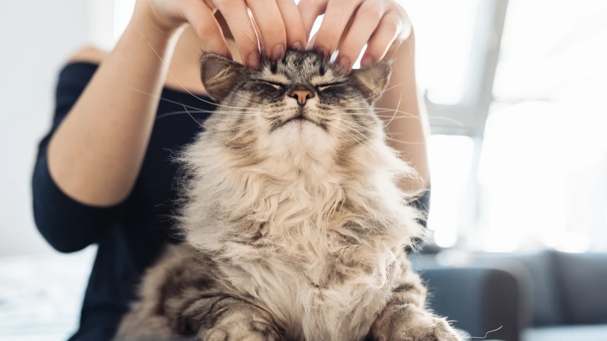 Gato não demonstra afeto? Veterinário explica por que os felinos são tão amorosos