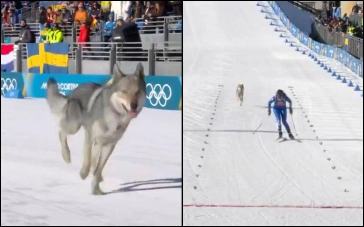 Milano Cortina 2026: Lobo entrou na pista durante prova de esqui de fundo em Predazzo