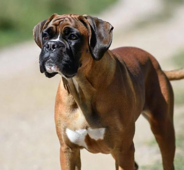 Boas em cães: estudo aponta 12 raças com risco elevado de problemas respiratórios