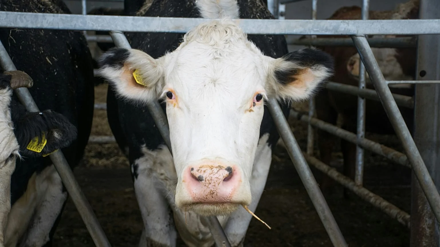 UE sob foco: relatório revela que subsídios favorecem carne bovina e cordeiro 580 vezes mais que leguminosas