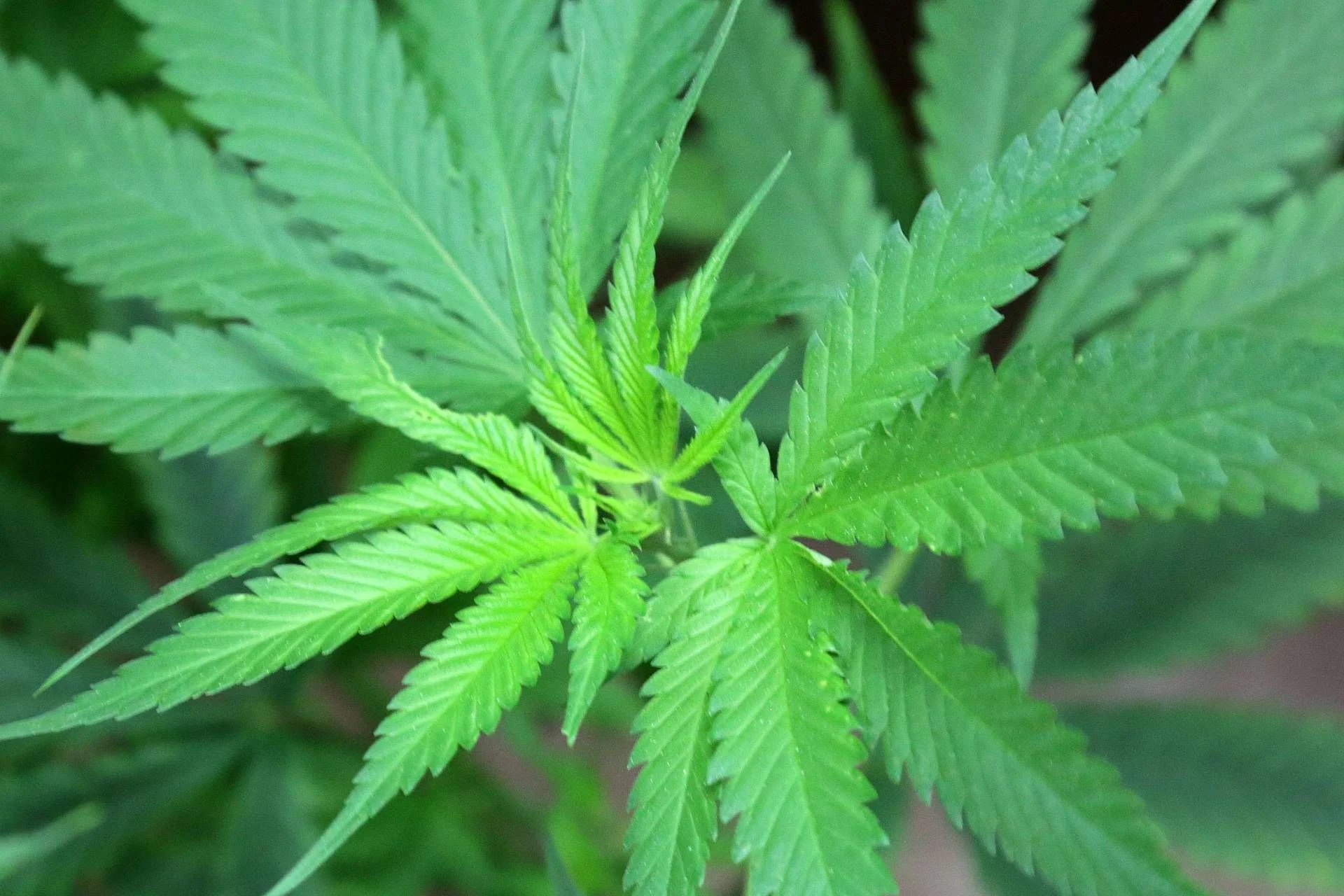 EFSA define limite provisório para ingestão segura de cannabidiol (CBD) como novo alimento