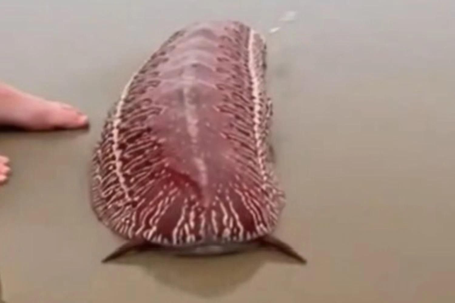 Lesma gigante aparece nas areias de Destin, Flórida, e provoca curiosidade e teorias