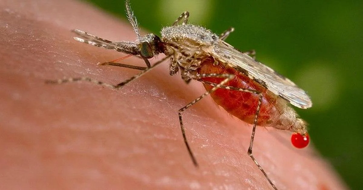 Malária: o que é, como se transmite, prevenção e por que continua perigosa