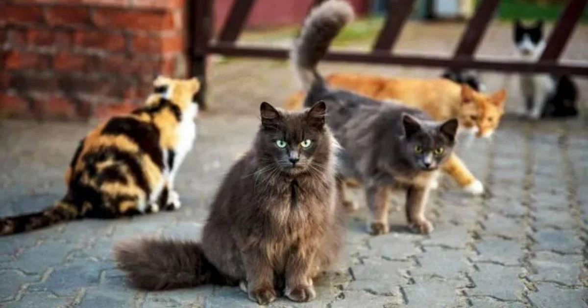 Em Brindisi, médico é indiciado por tortura e morte de gatos; apreendidos instrumentos usados para capturar e ferir animais