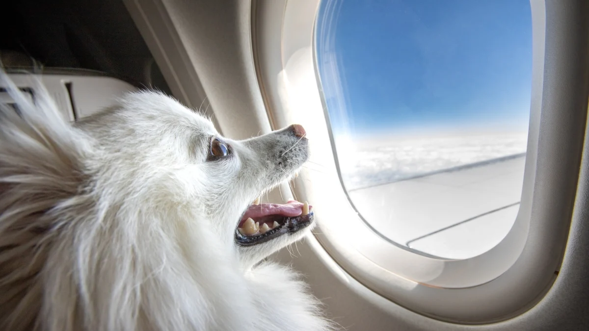 ITA autoriza cães grandes em cabine: até 30 kg em voos 'Large Pet Friendly' na temporada primavera‑verão