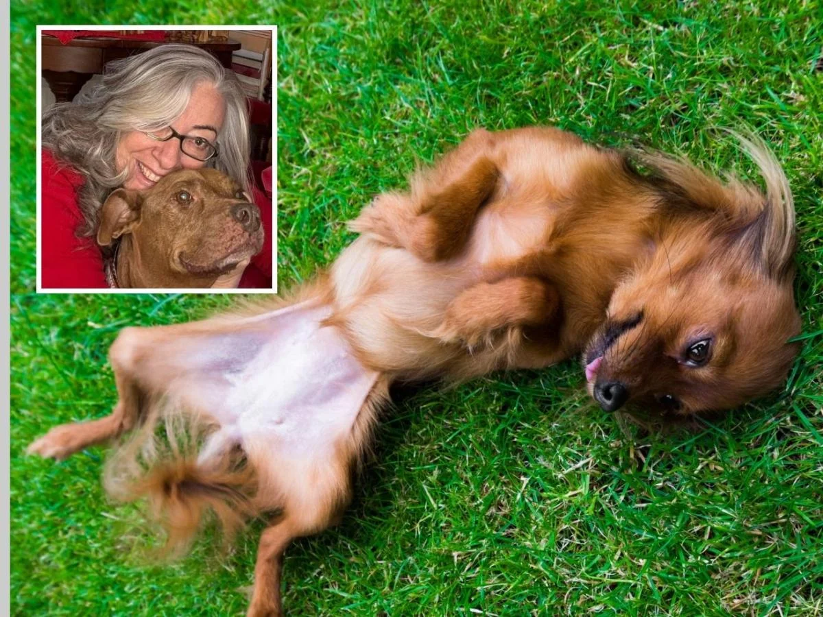 World Spay Day: por que a esterilização de cães e gatos é um ato de saúde pública e cuidado animal