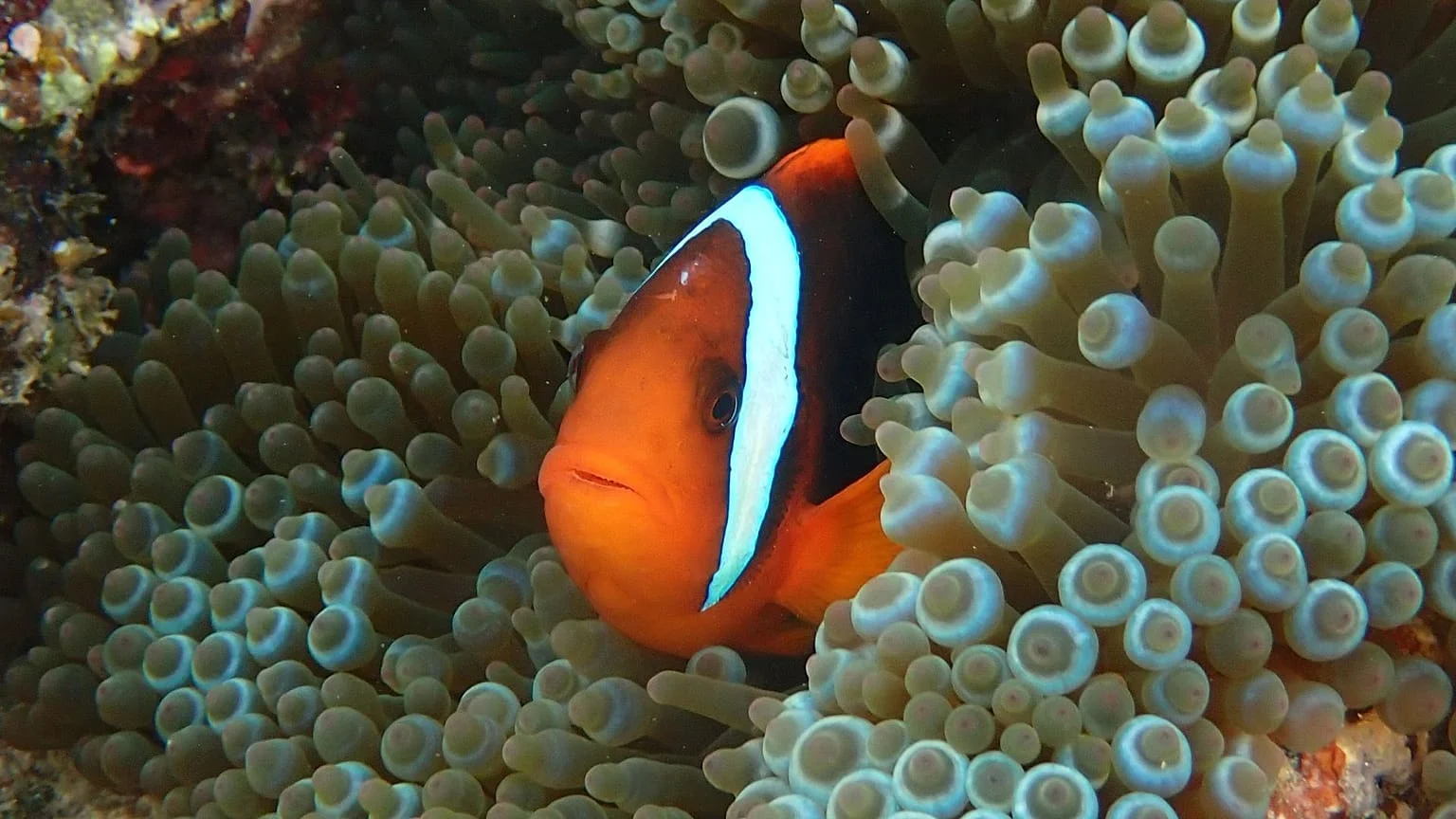 Peixe‑palhaço perde listras para subir no rango social, revela estudo do OIST