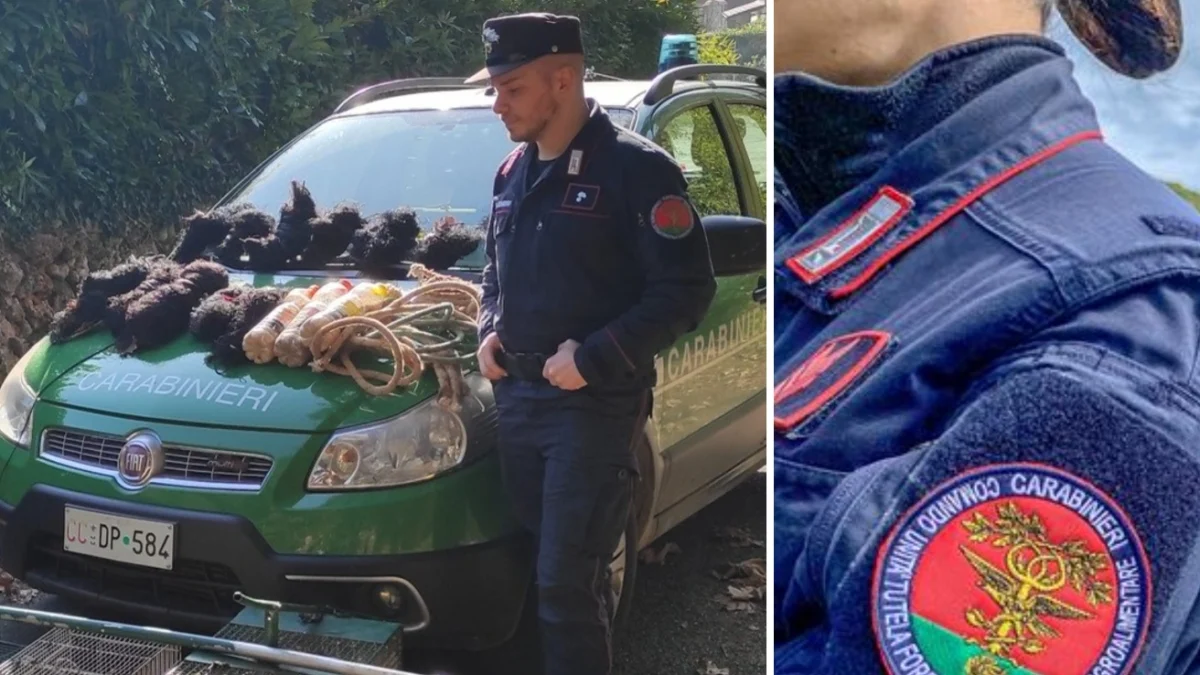 Itália cria task force contra o bracconaggio: Carabinieri e ONGs lançam Fight4Wildlife para proteger enguia, urso e capovaccaio