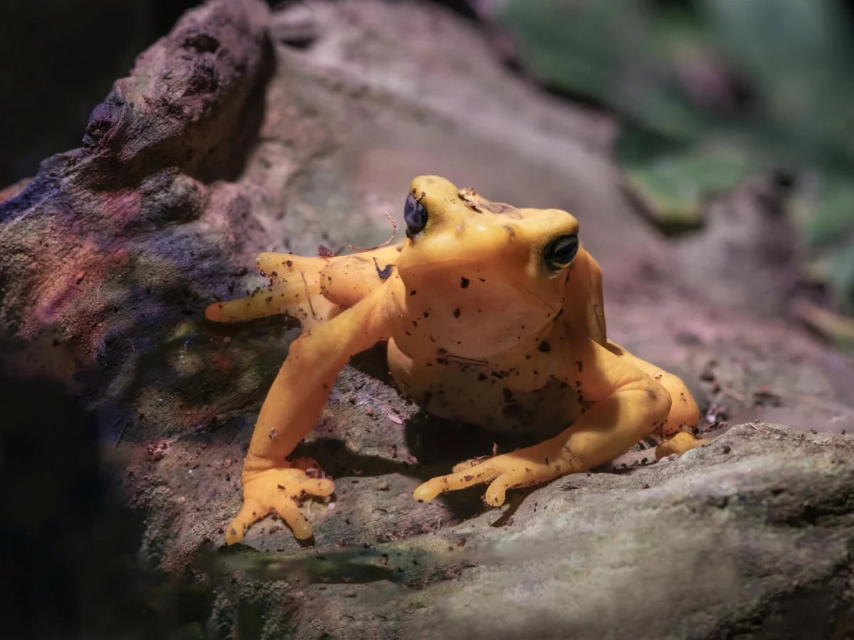 Rã-dourada retorna à natureza após 15 anos: testes do Smithsonian mostram esperança e risco