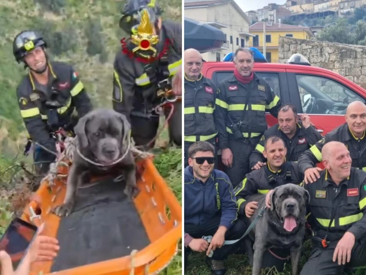 Cão corso de 70 kg cai em escarpa e é resgatado após quatro dias por equipe especializada