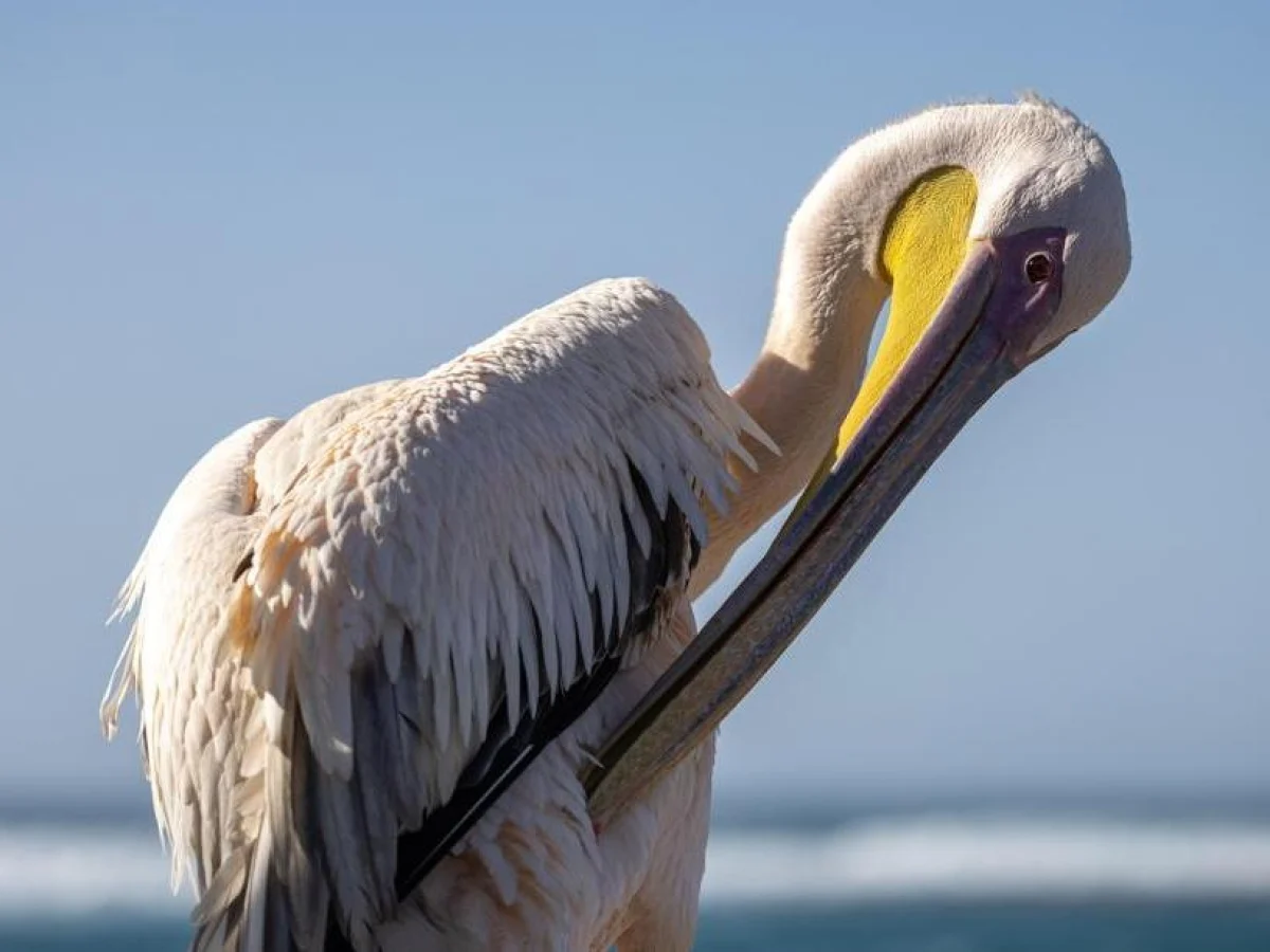 Pelicano que não sabe voar se tornou a mascote afetuosa do vilarejo de pescadores em Ngor, Senegal