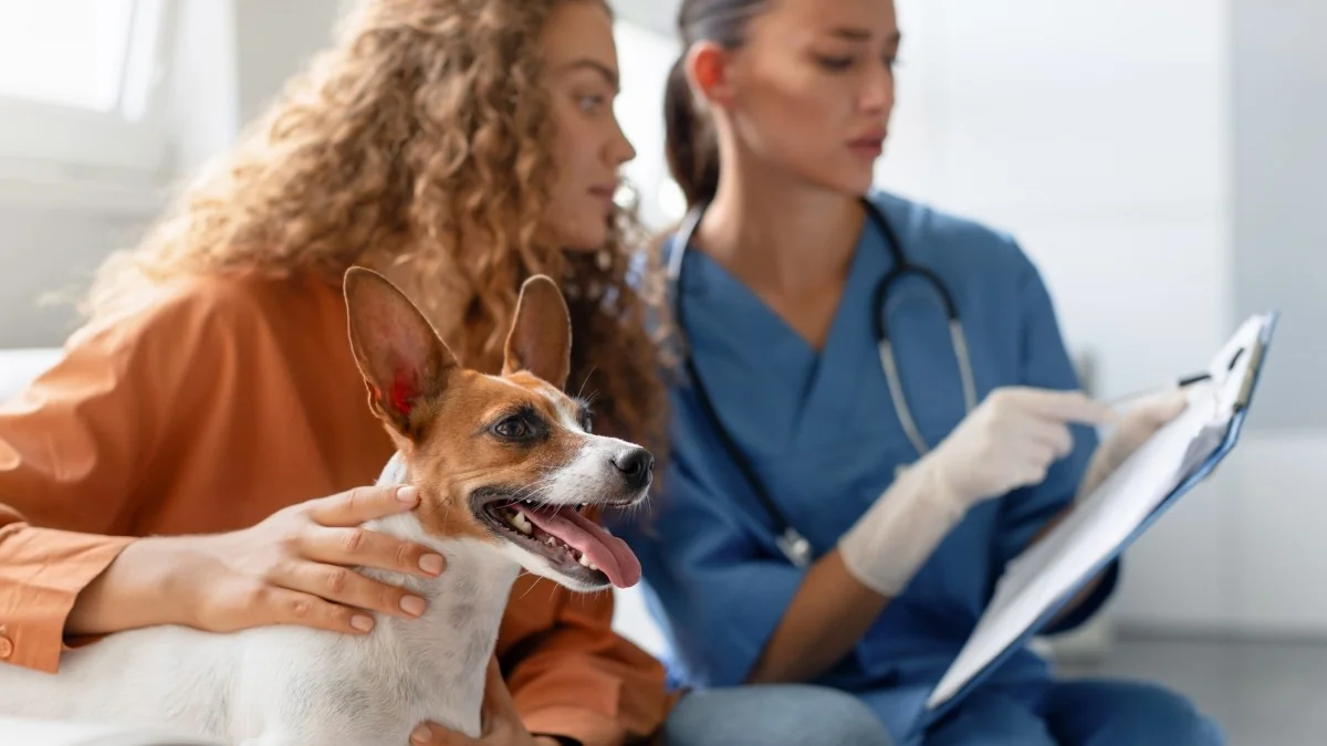 1 em 4 renuncia a adotar cães ou gatos por custos; Lav pede ação do Estado