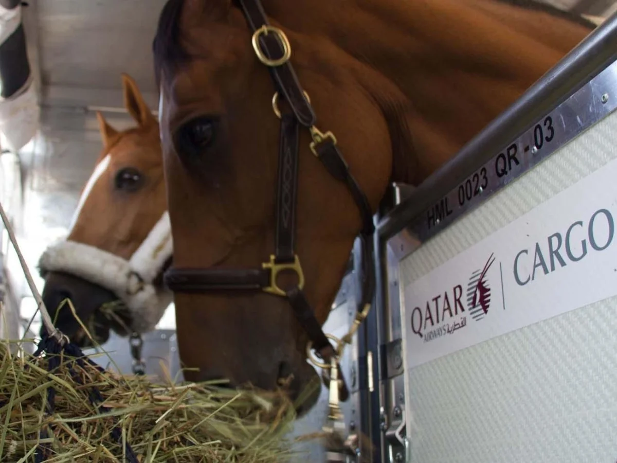 147 cavalos retornam à Europa após ficarem retidos em Doha; voos-carga da Qatar Airways fizeram o resgate