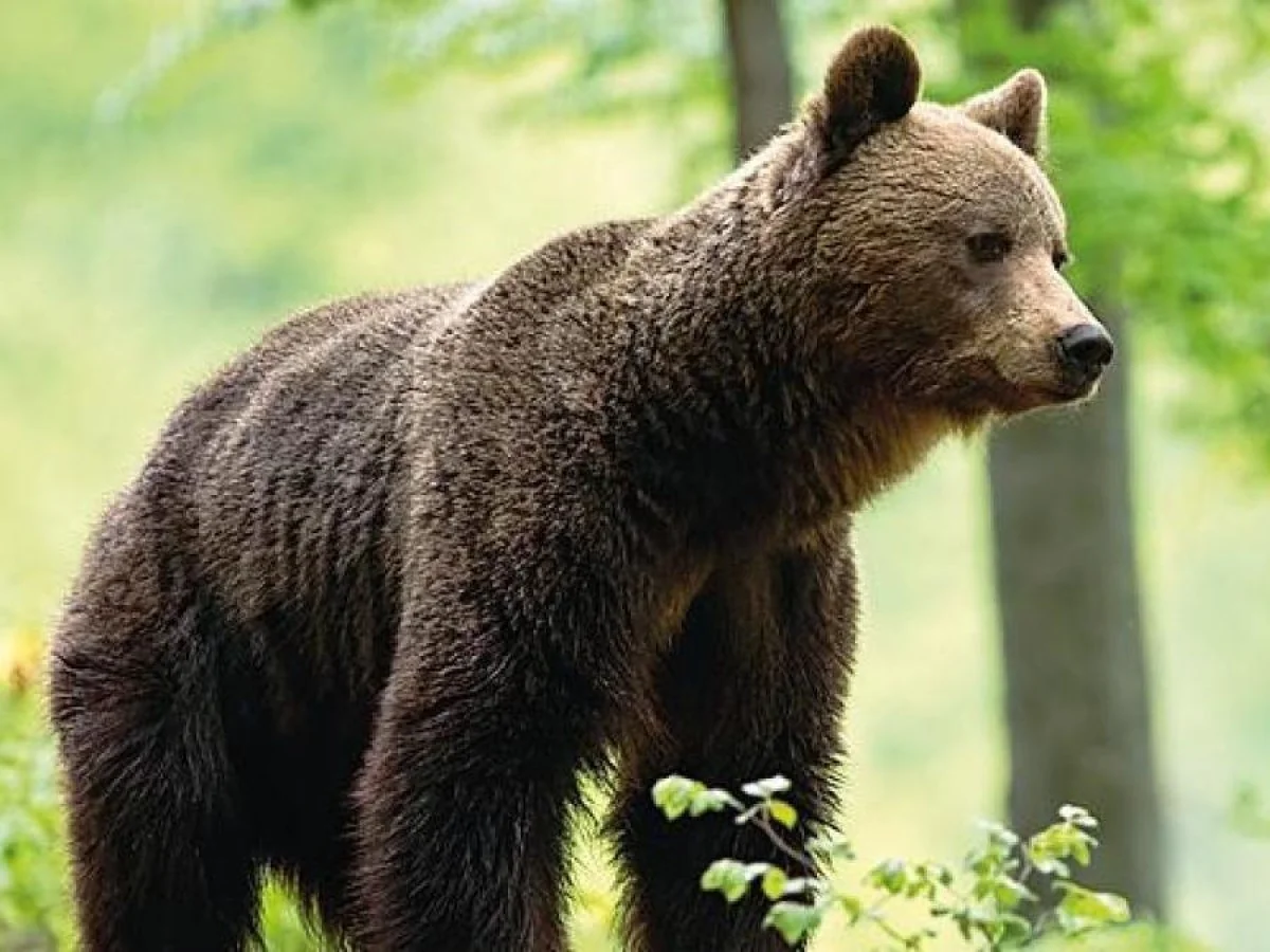 Absolvição de Fugatti no caso do urso M90 divide ambientalistas: “O fato existe, seguimos”