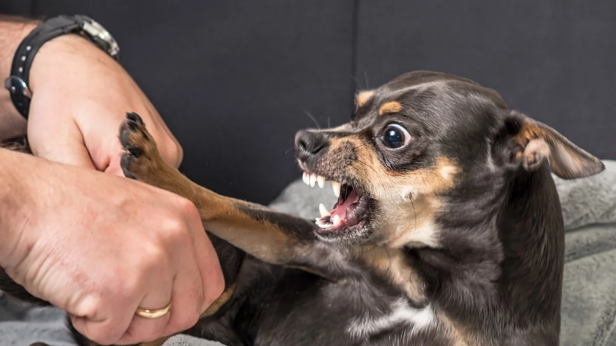 Agressividade em cães nunca surge do nada: os sinais que não devemos ignorar