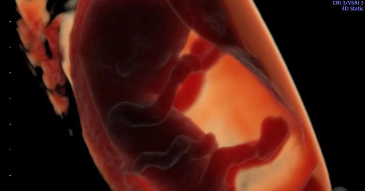Alimentos ultraprocessados ligados à redução da fertilidade masculina e a atraso no desenvolvimento embrionário
