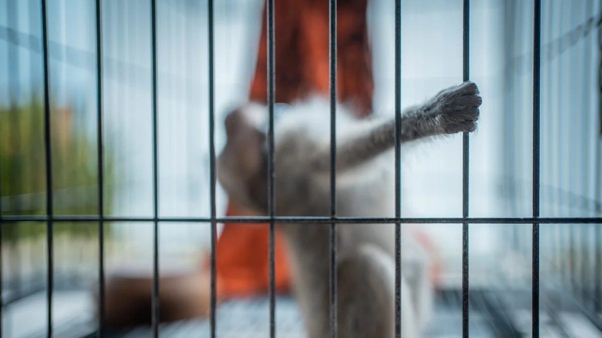 Ambientes sem estímulos amplificam a dor em animais: ciência defende enriquecimento como remédio