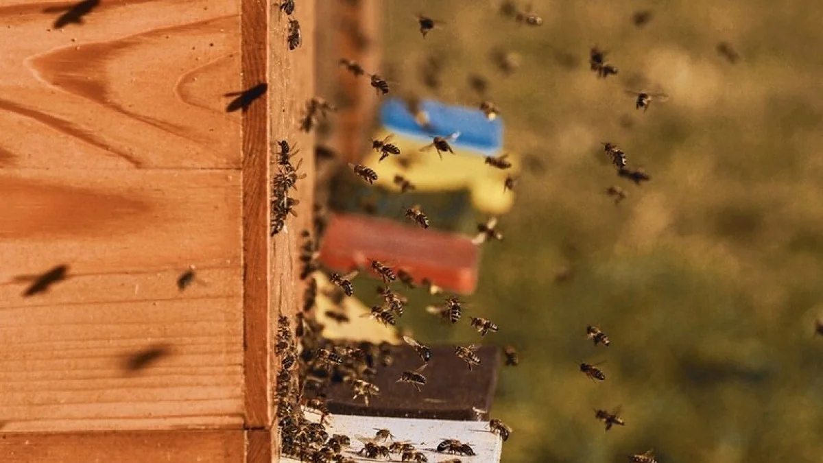Apiturismo na Itália: 7 em cada 10 turistas buscam férias ligadas ao mel e à natureza