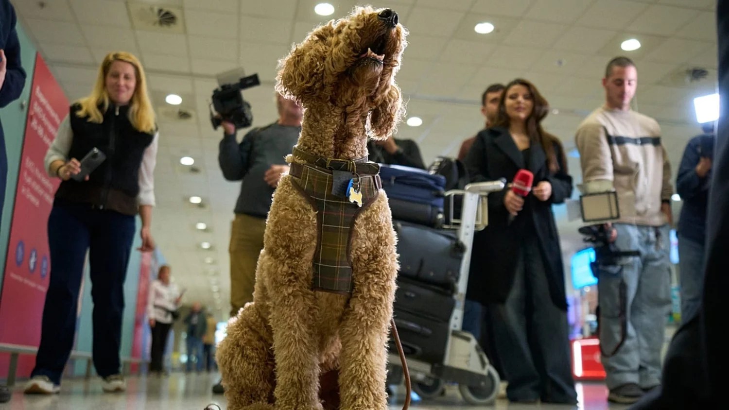 Atenas recebe voo de repatriação com cidadãos gregos e seus animais de estimação vindos de Abu Dhabi
