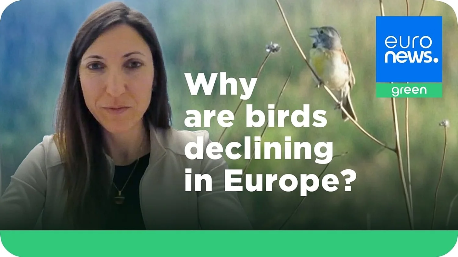 O desaparecimento das aves na Europa: sinal de alerta para o colapso do sistema agroalimentar