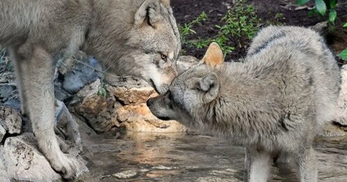 Bioparco di Roma recebe quatro louvos eurasiáticos para reforço de programa de conservação