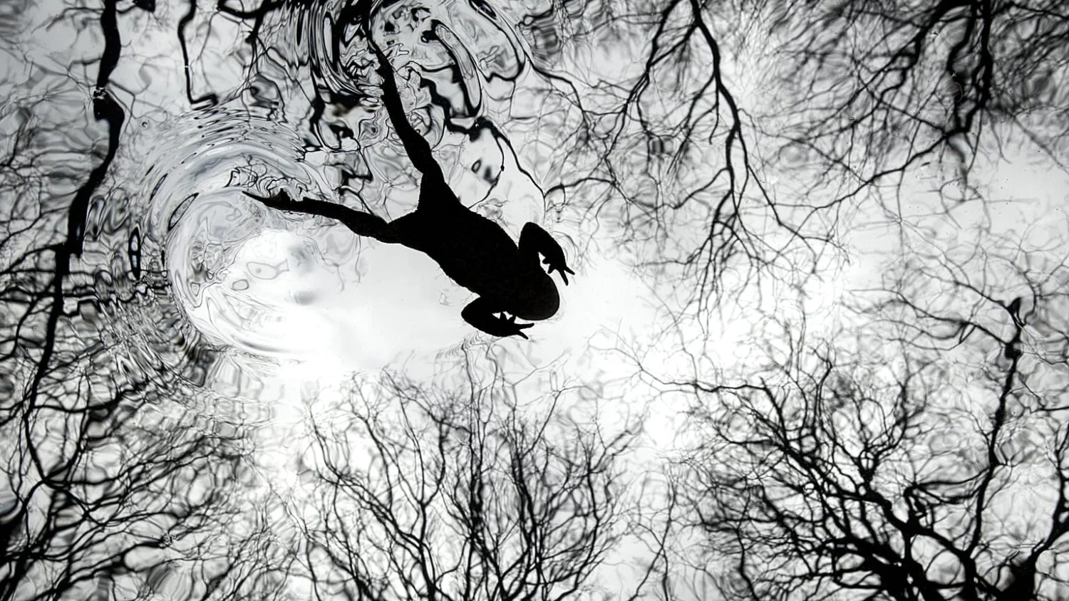 British Wildlife Photography Awards 2026: vencedores revelam momentos raros e técnicas ousadas