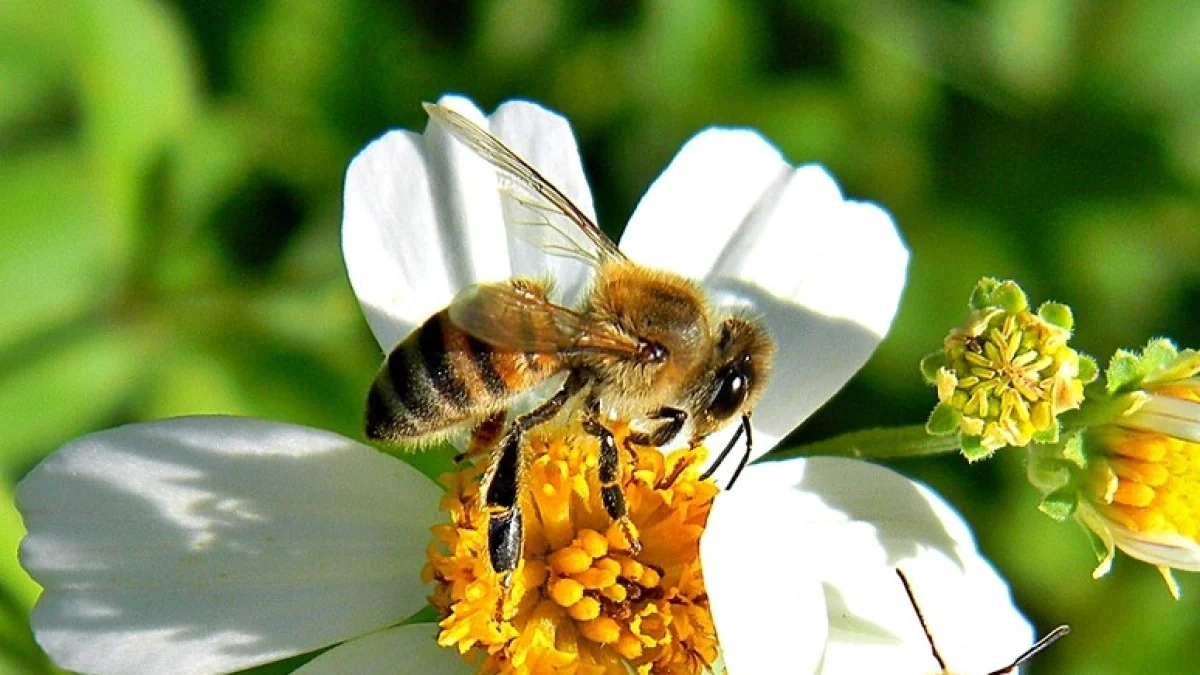 «Buzz Life»: projeto europeu para recuperar abelhas e polinizadores nas cidades com tecnologia