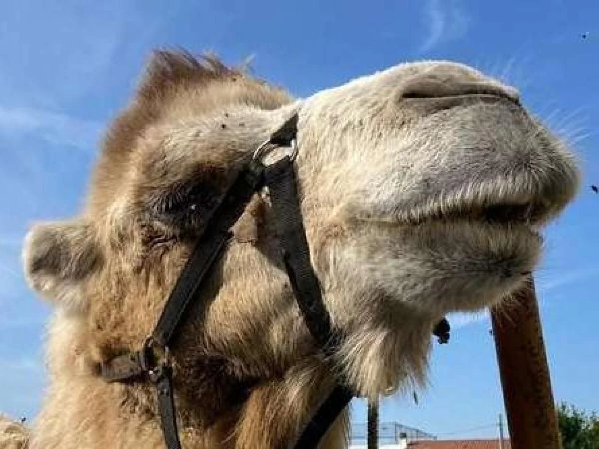 Retoques estéticos em camelos: 20 animais desclassificados em concurso do Omã