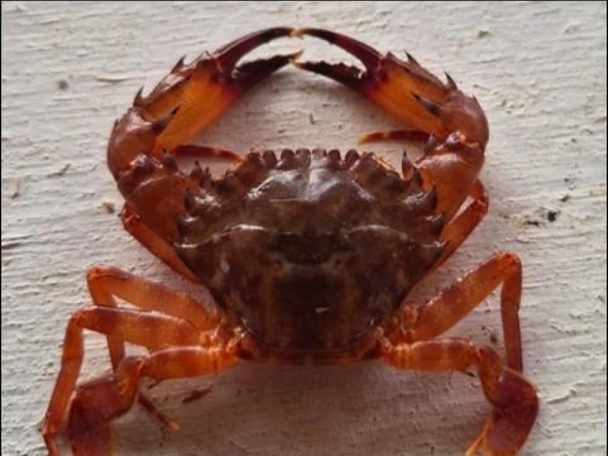 Caranguejo vermelho do Mar Vermelho avança pela Costa Jônica: estudo aponta possível estabelecimento