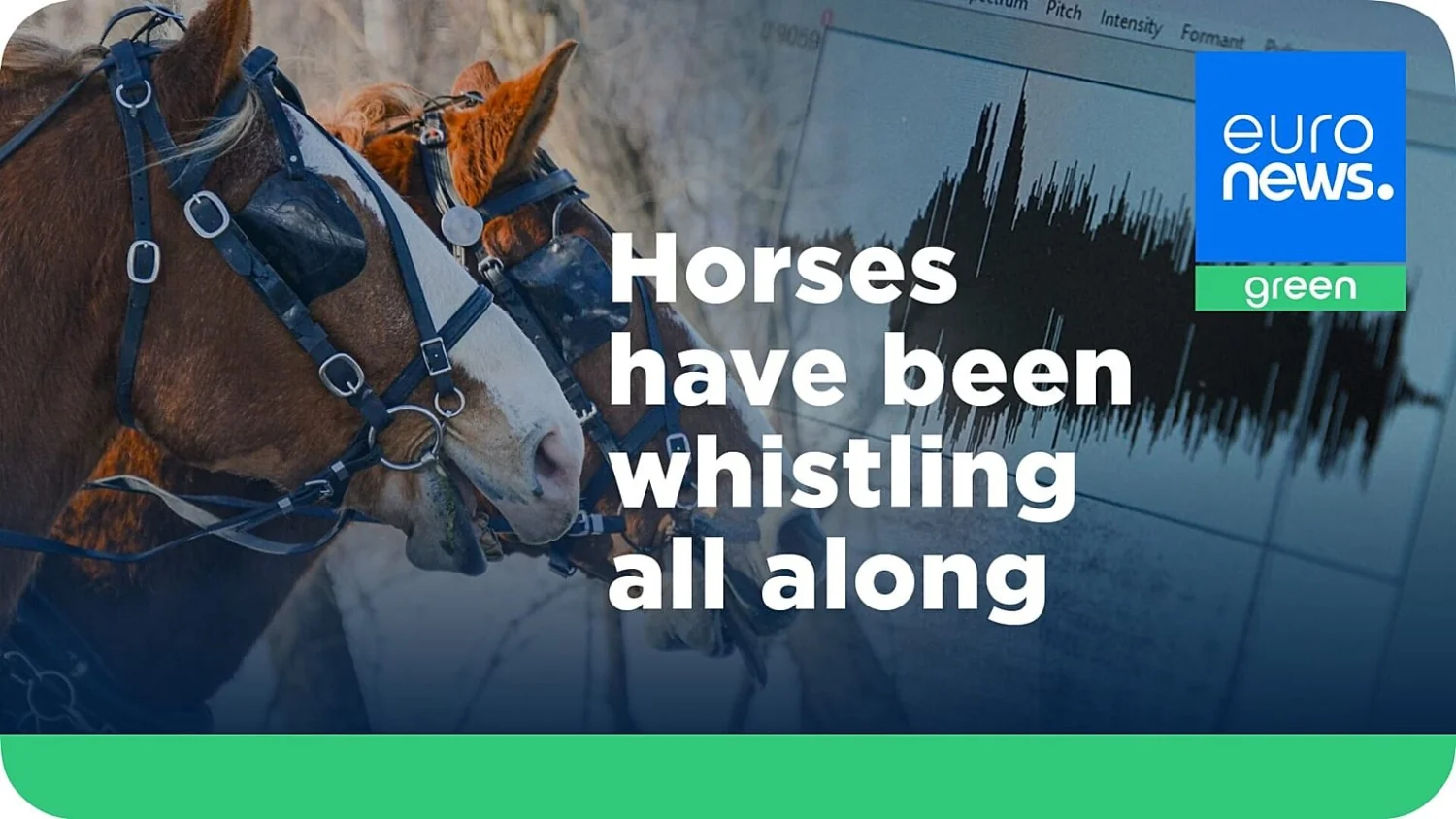 Por que os cavalos relincham: estudo revela que o som é um assobio na laringe para fazer amizade