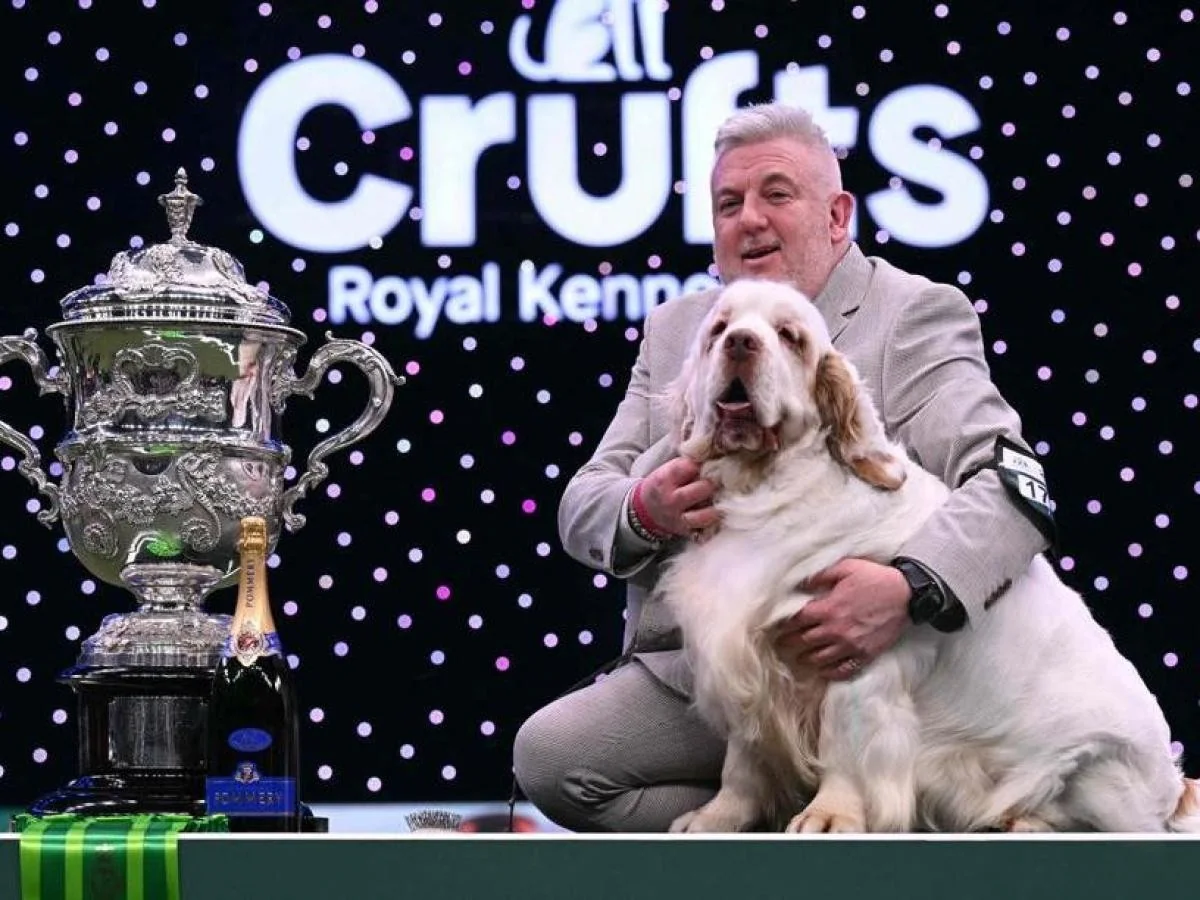 Bruin brilha no Crufts 2026: Clumber Spaniel conquista o Best in Show em Birmingham