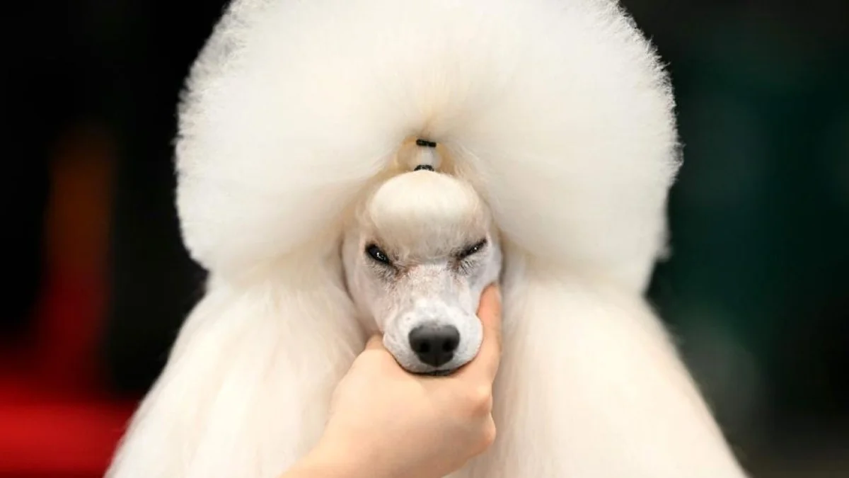 Crufts 2026 e a estética que questiona a dignidade dos cães: o debate do 'cão-pompom'