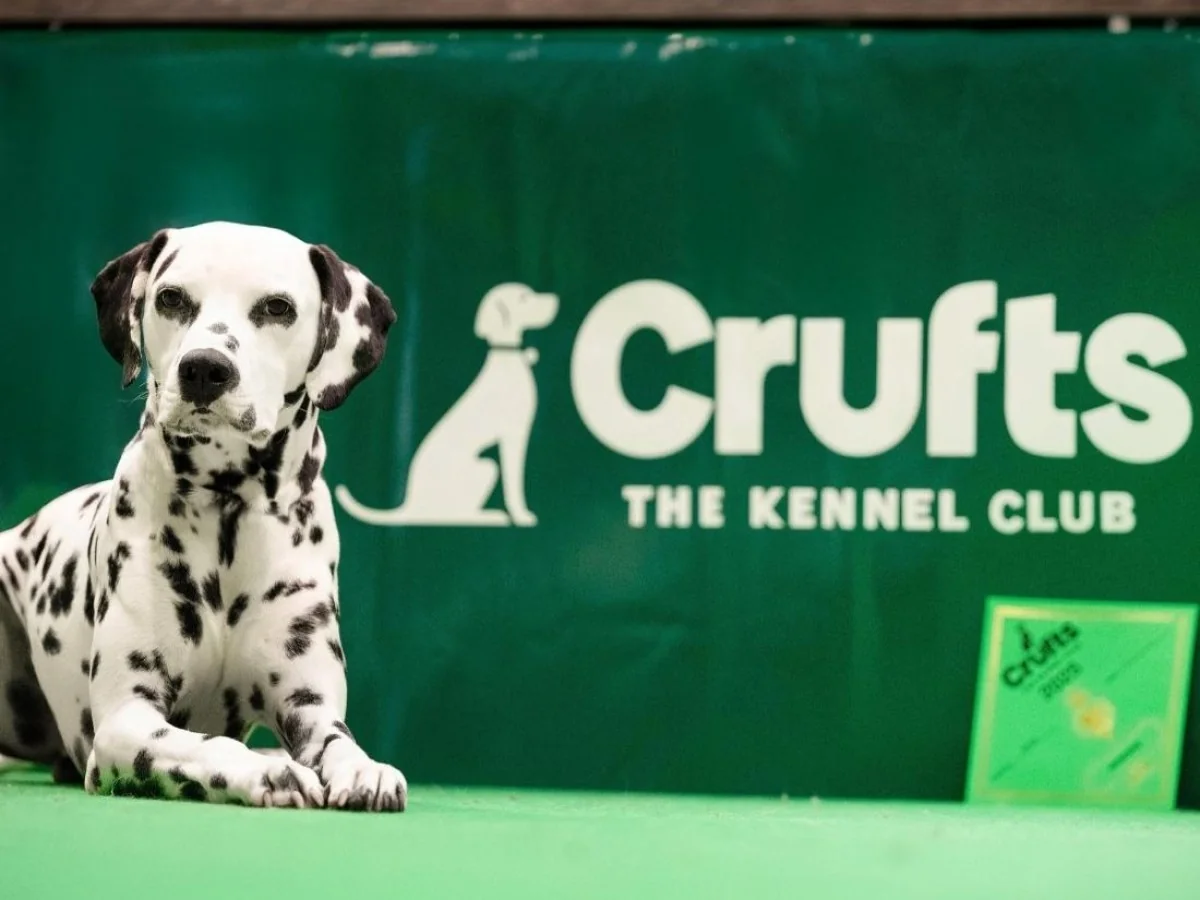 Crufts, Westminster e as exposições caninas: o que há por trás das passarelas — minha experiência com Aspen