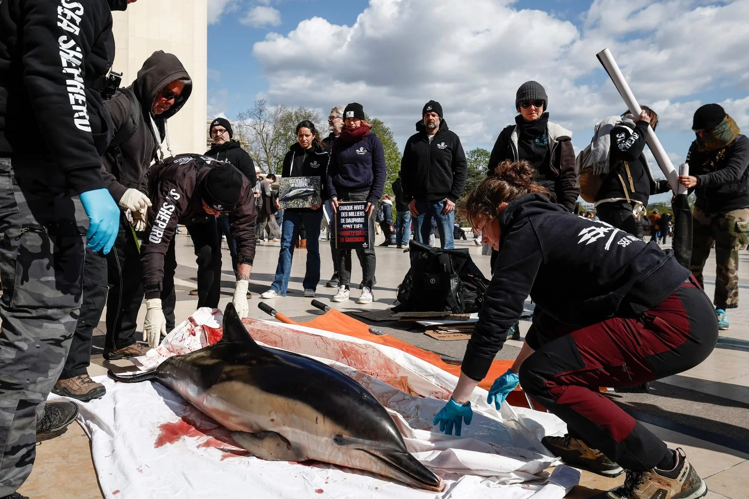 Delfim morto diante da Torre Eiffel: Sea Shepherd denuncia milhares de capturas acidentais no Golfo da Biscaia