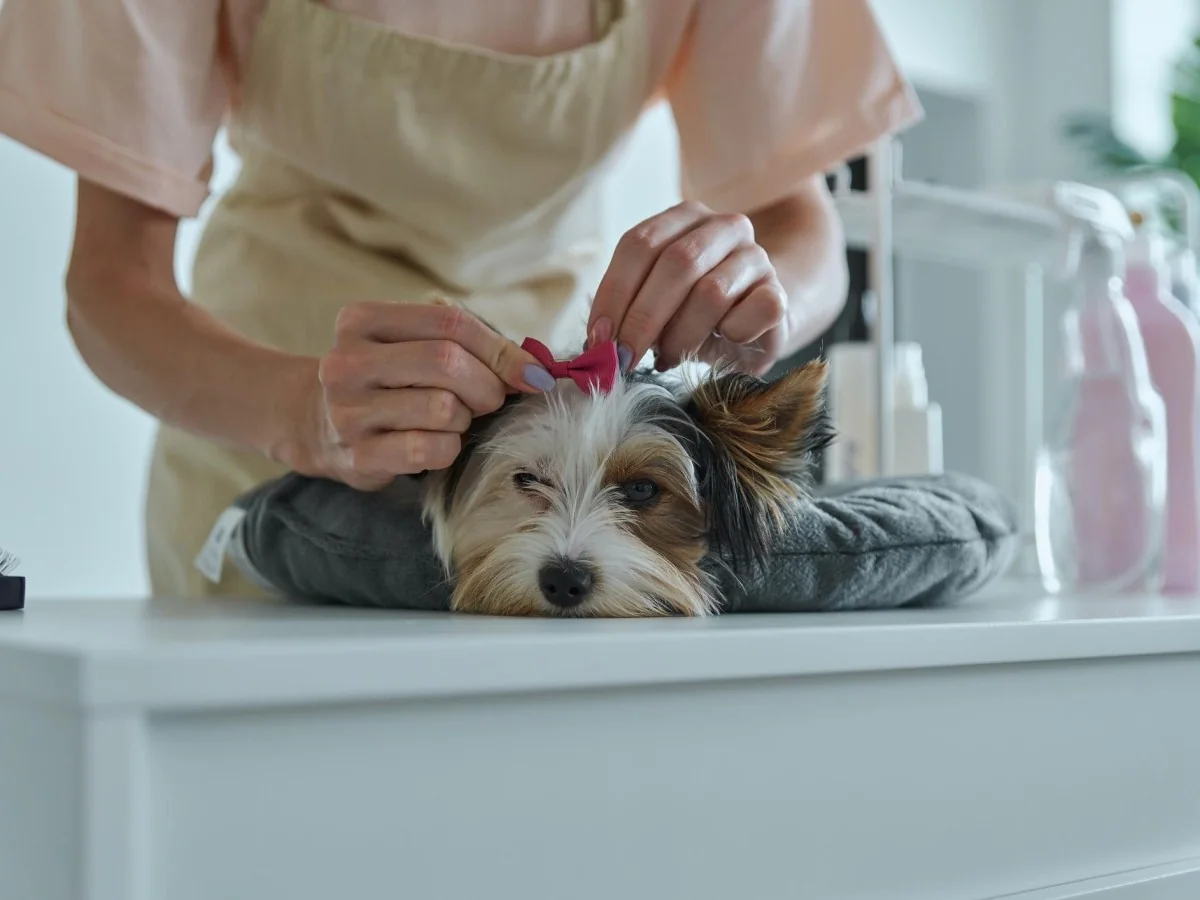 Dog wellness em Nova York: até US$ 1.000 por sessão e o mercado que cresce sem freios