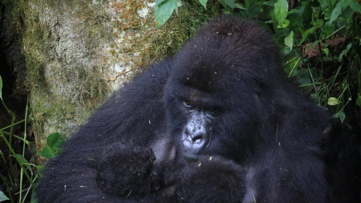 Dois gorilas-das-montanhas gêmeos nascem no Parque dos Virunga: sinal de esperança para a conservação