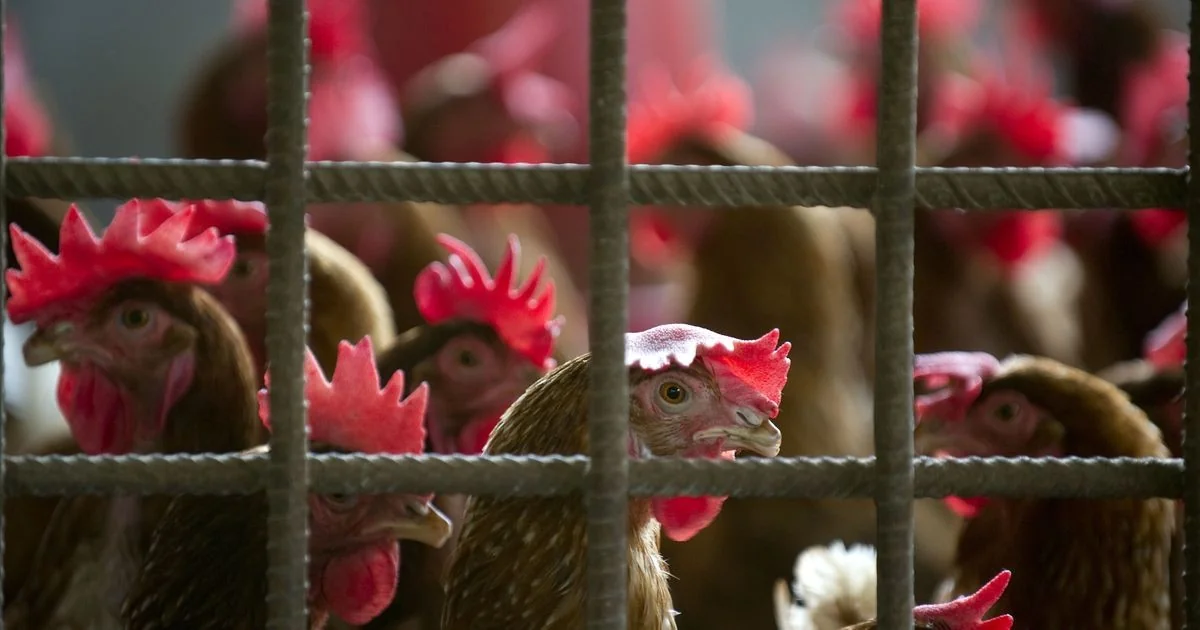 Criações intensivas ampliam e prolongam a dor animal ao desativar defesas naturais, diz revisão científica